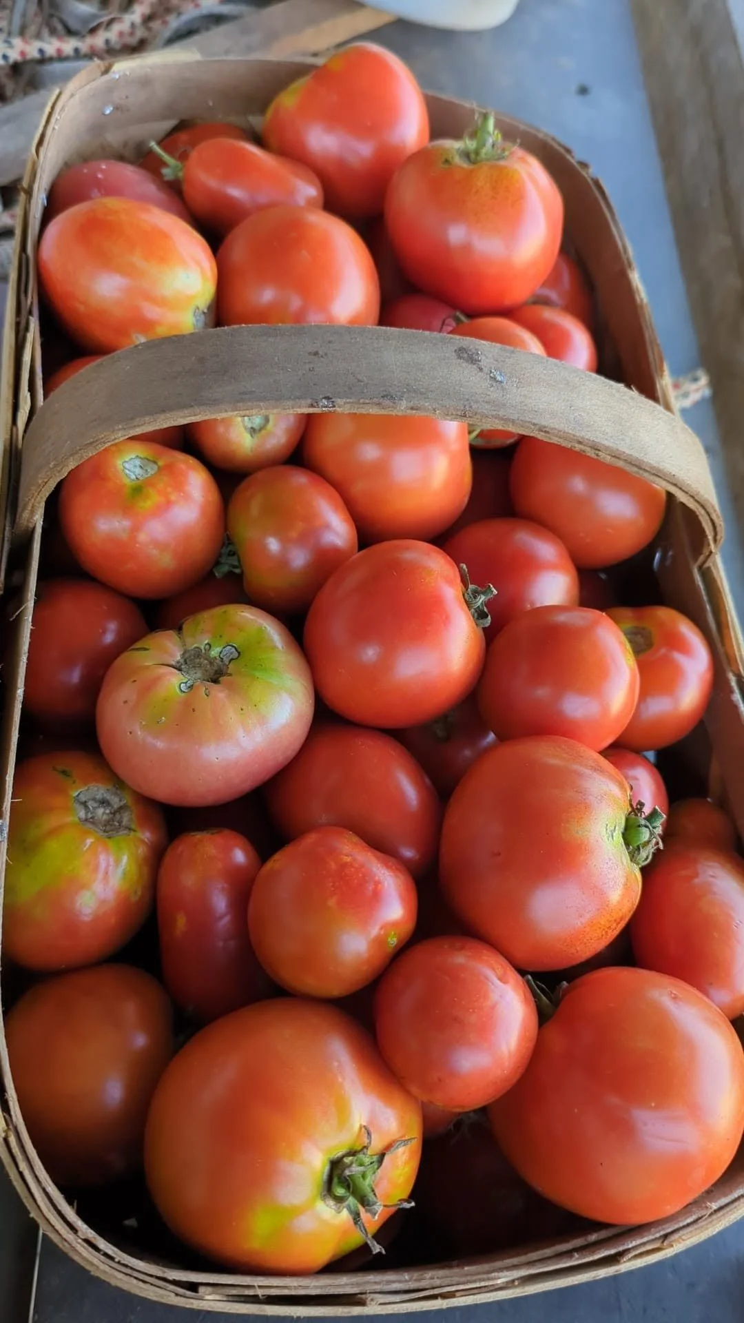 tomatoes7.jpg