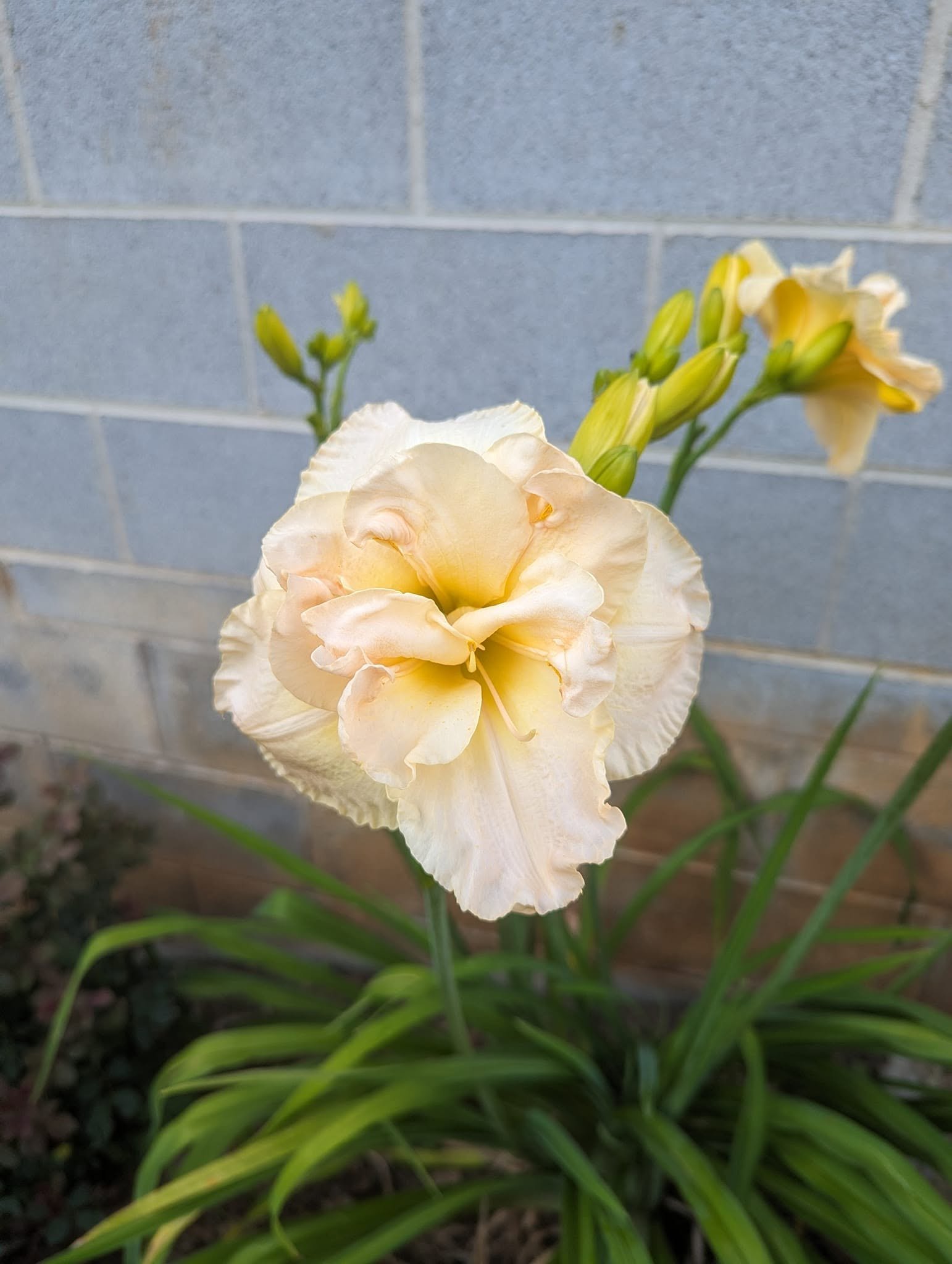 daylily8.jpg