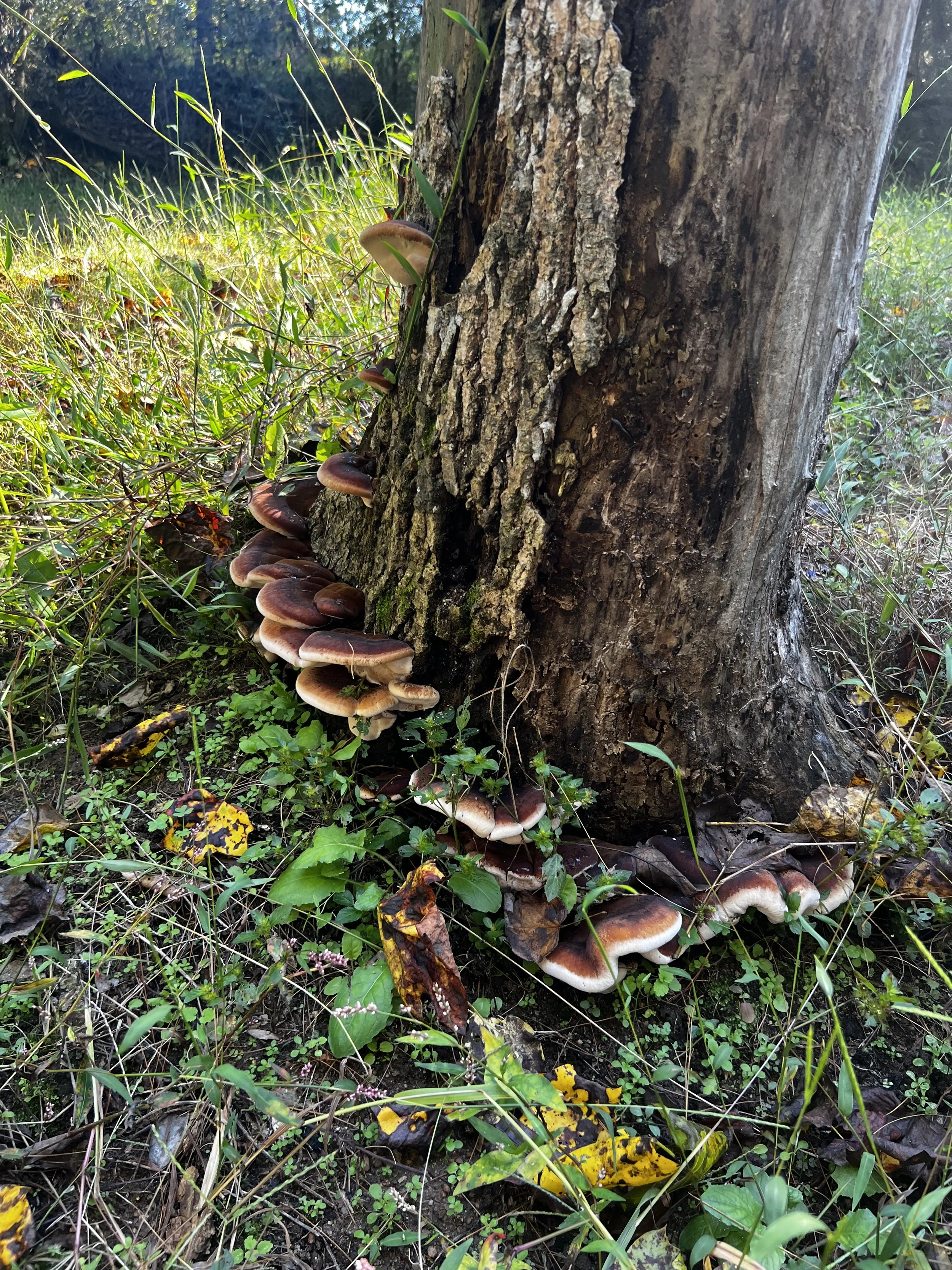 Clusters of brown shelf mushrooms growing on the base of a textured tree trunk in a leafy forest.
