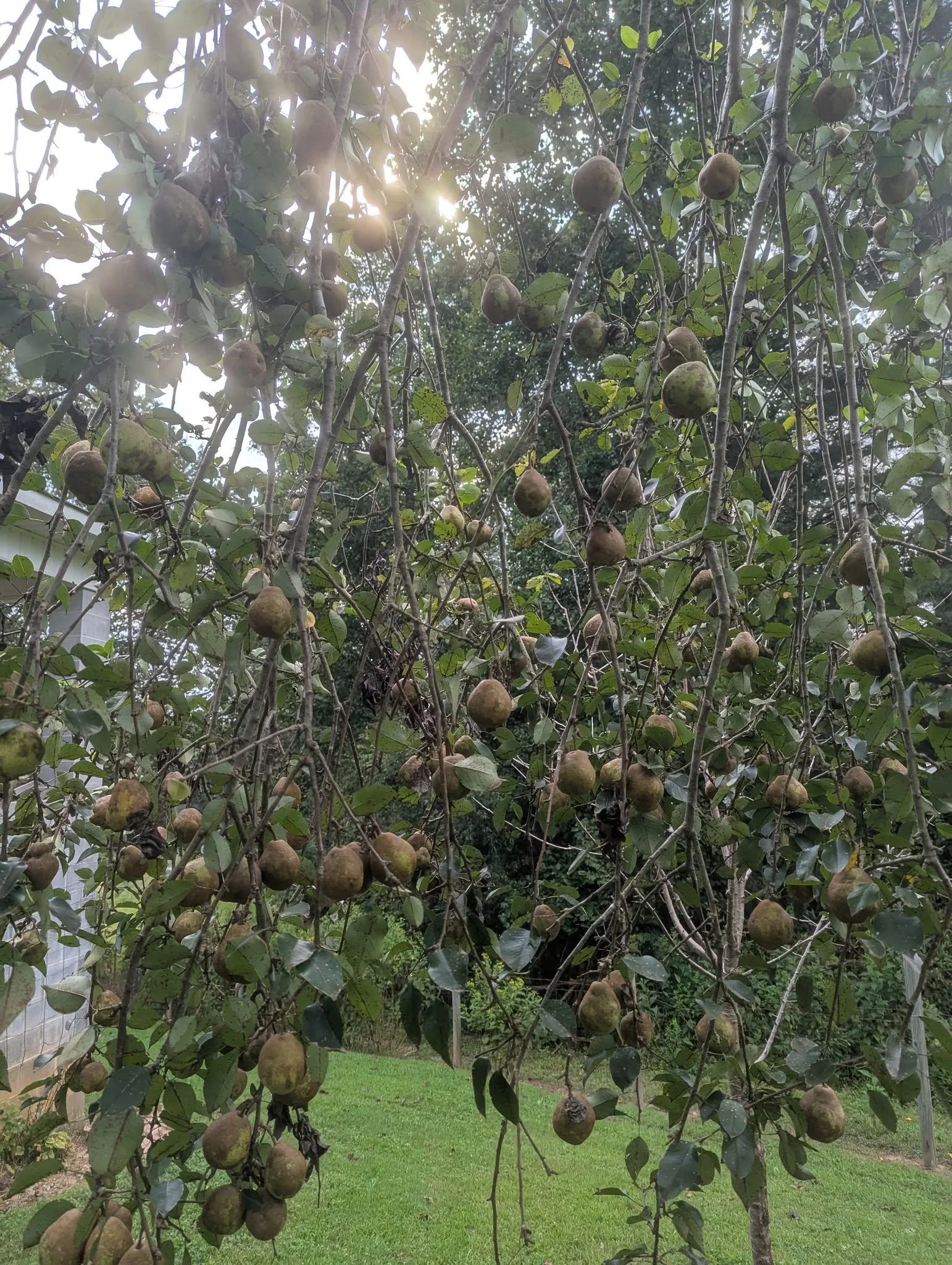 pears2.jpg