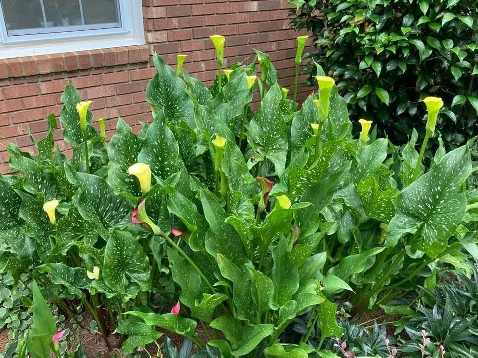 calla1.jpg