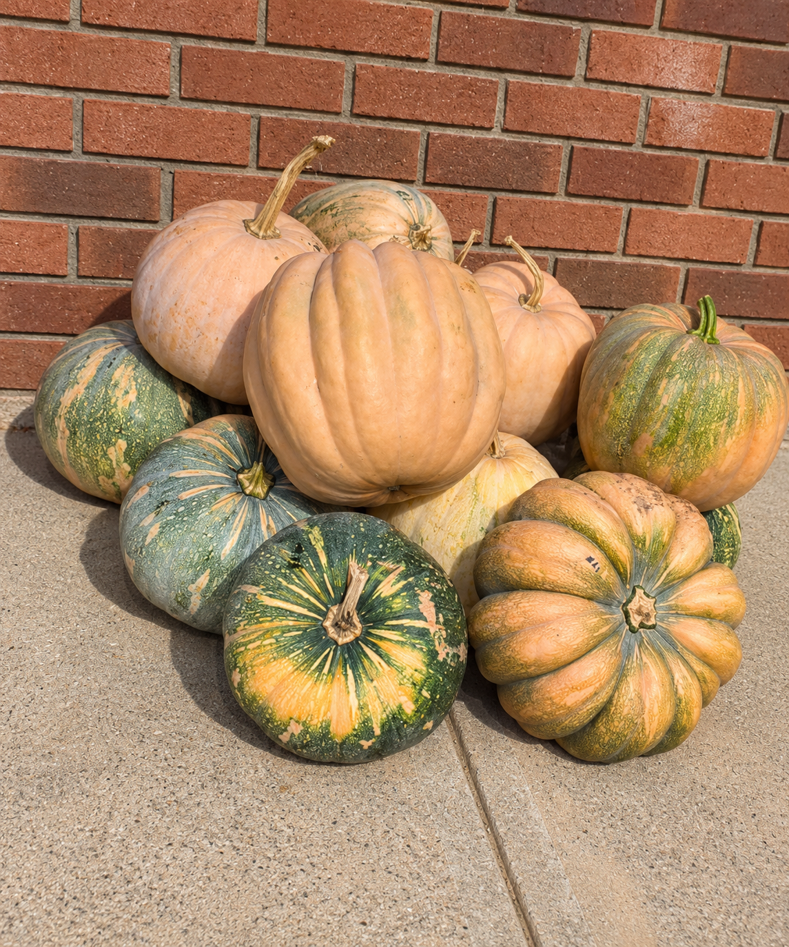 10-19pumpkin.PNG