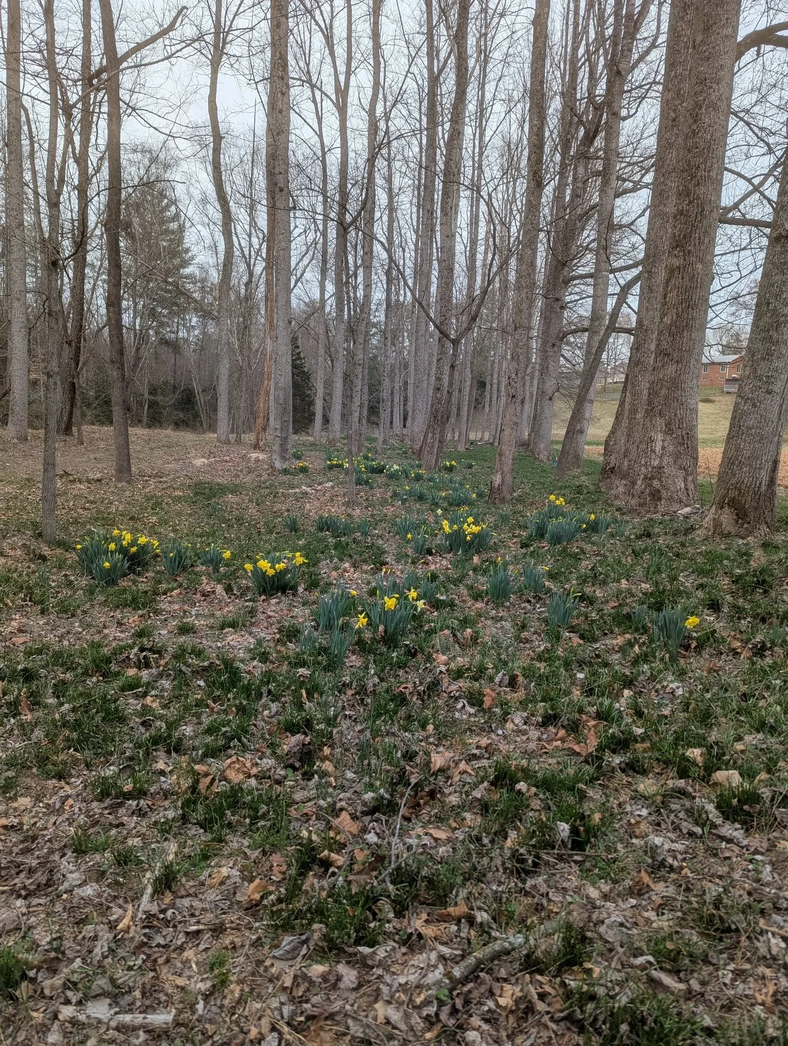 daffodils1.jpg