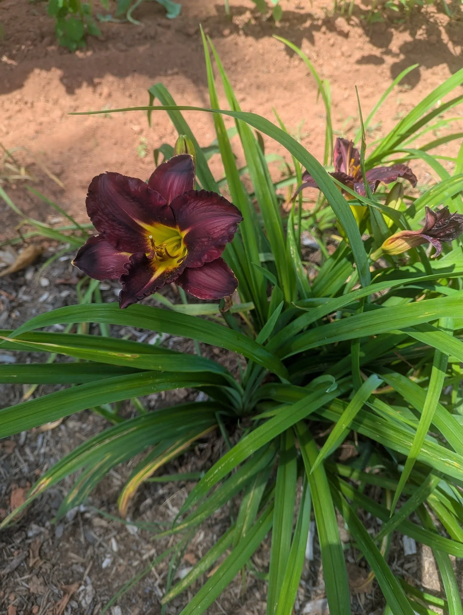 daylily5.jpg