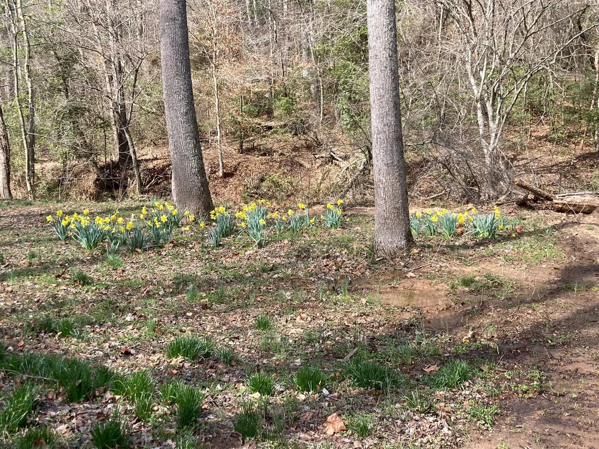 daffodils3.jpg