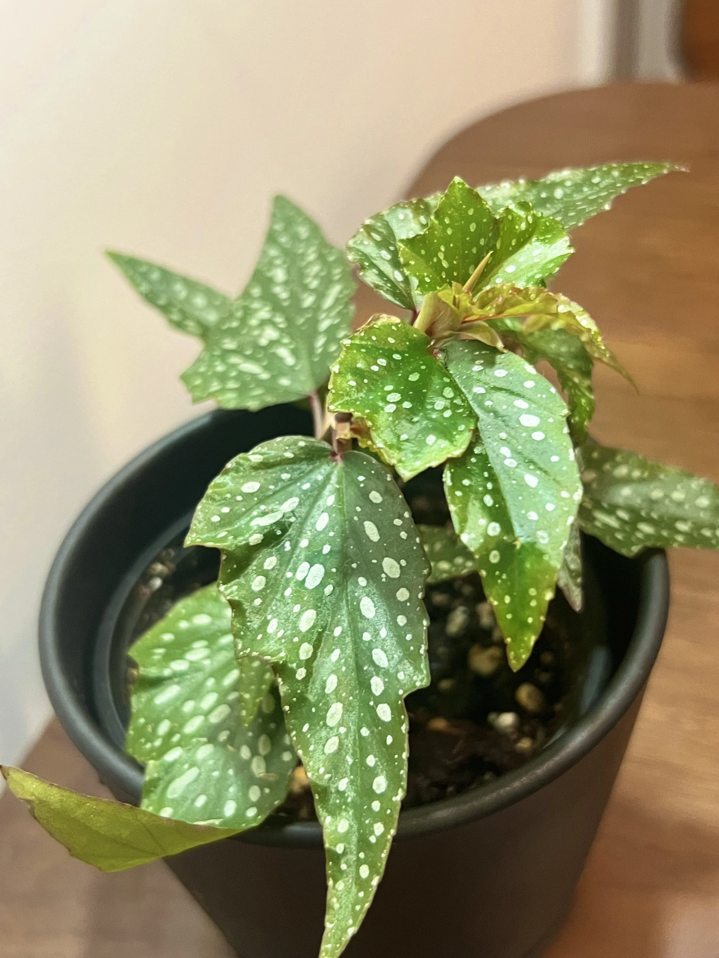 Begonia medora2.jpeg
