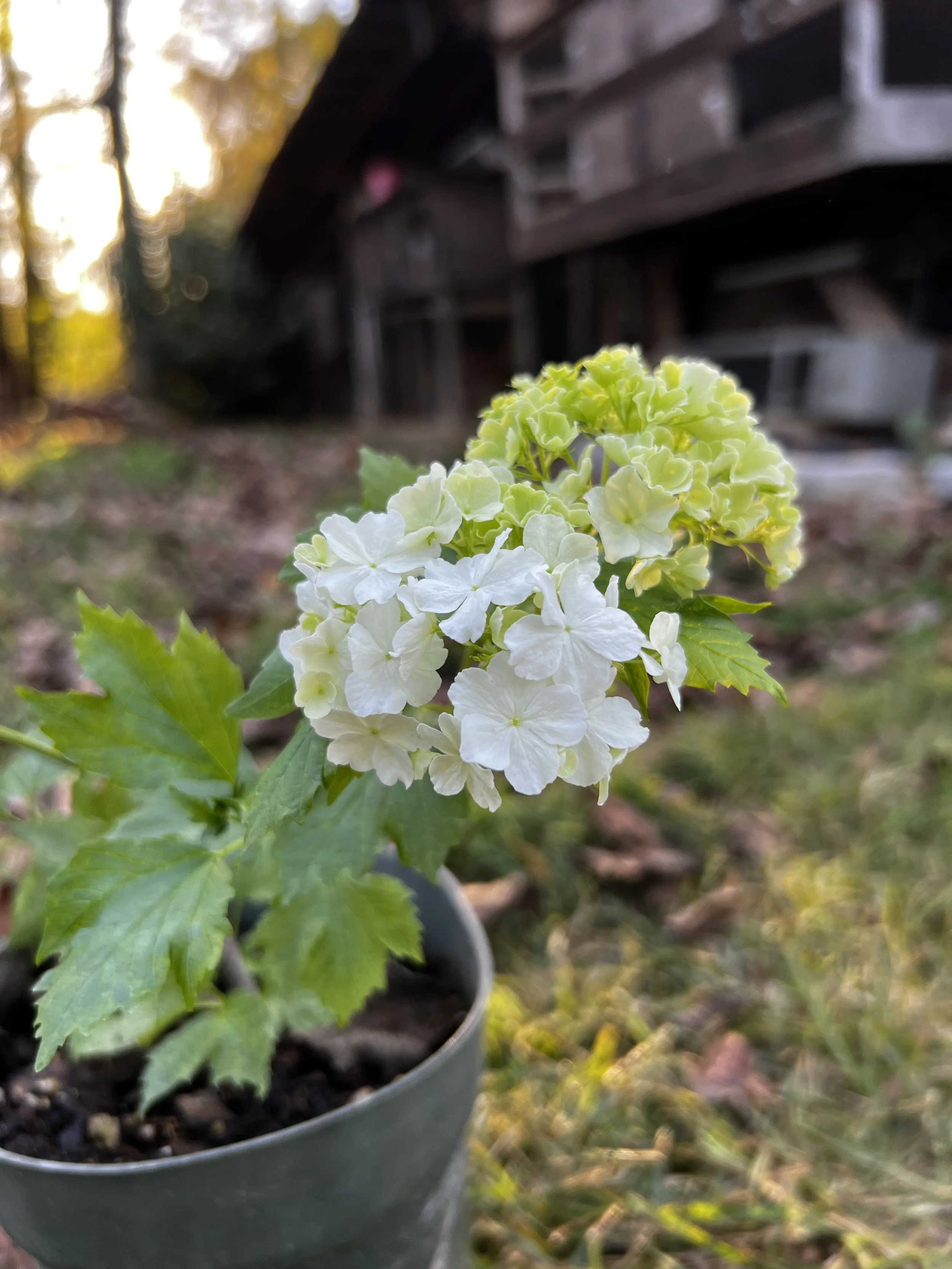 Plant Starts & Such
