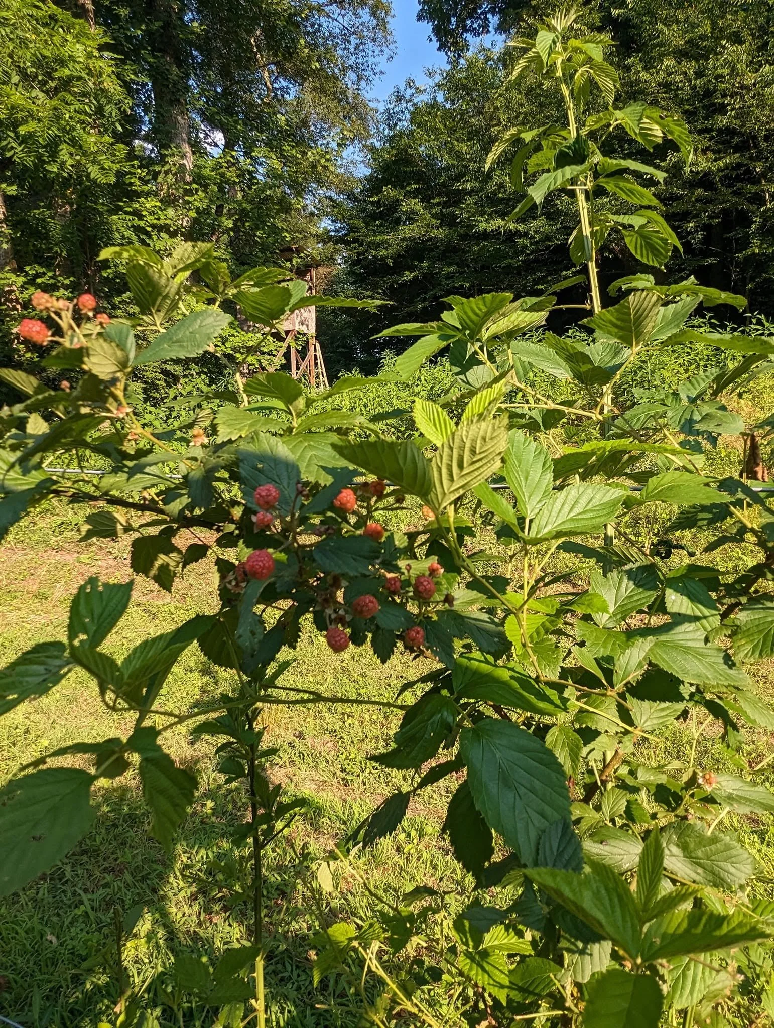blackberry1.jpg