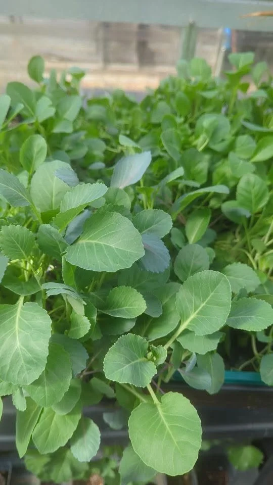 cabbage2.jpg