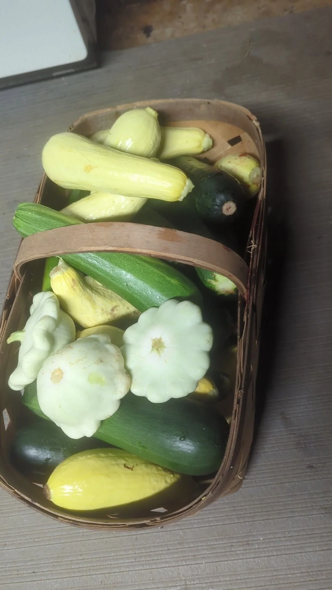 squash1.jpg