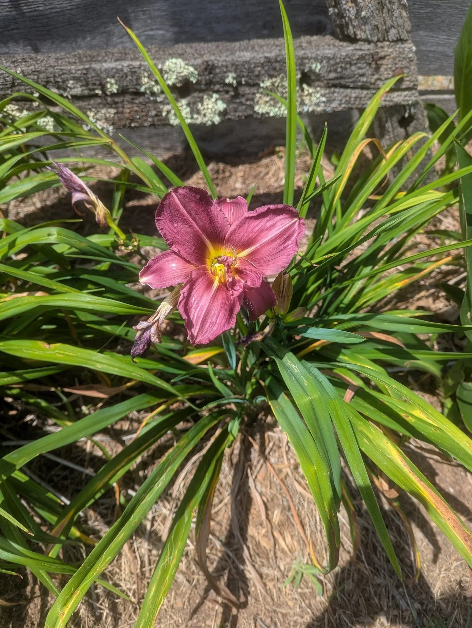 daylily4.jpg