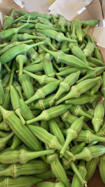 okra1.png