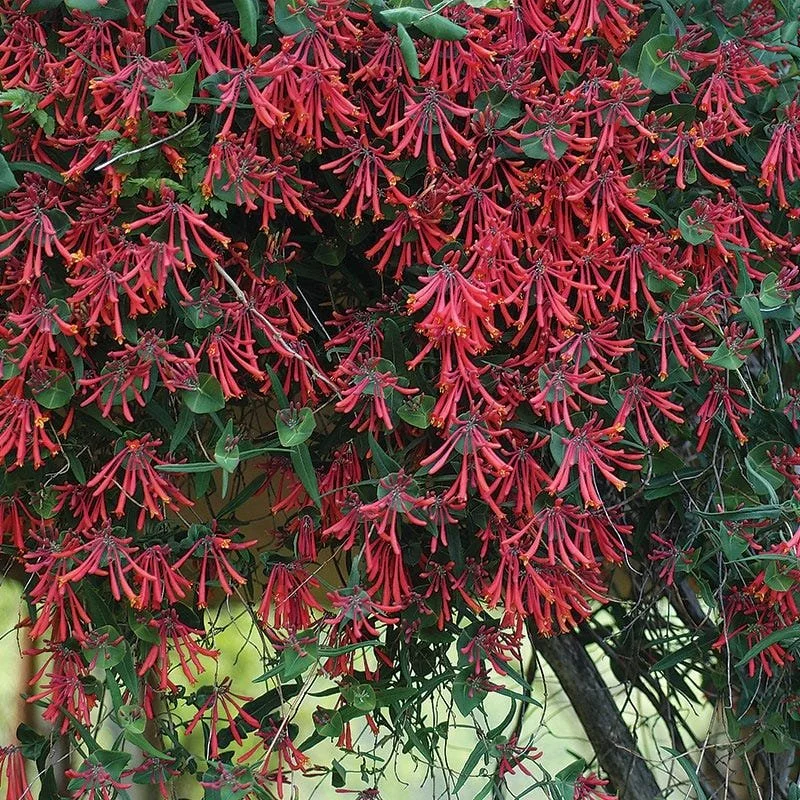 lonicera-major-wheeler-honeysuckle-vine_1.jpg