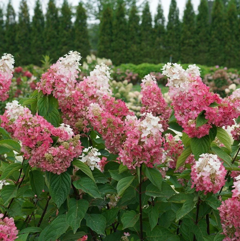 hydrangea-paniculata-pinky-winky-prime-1.jpg
