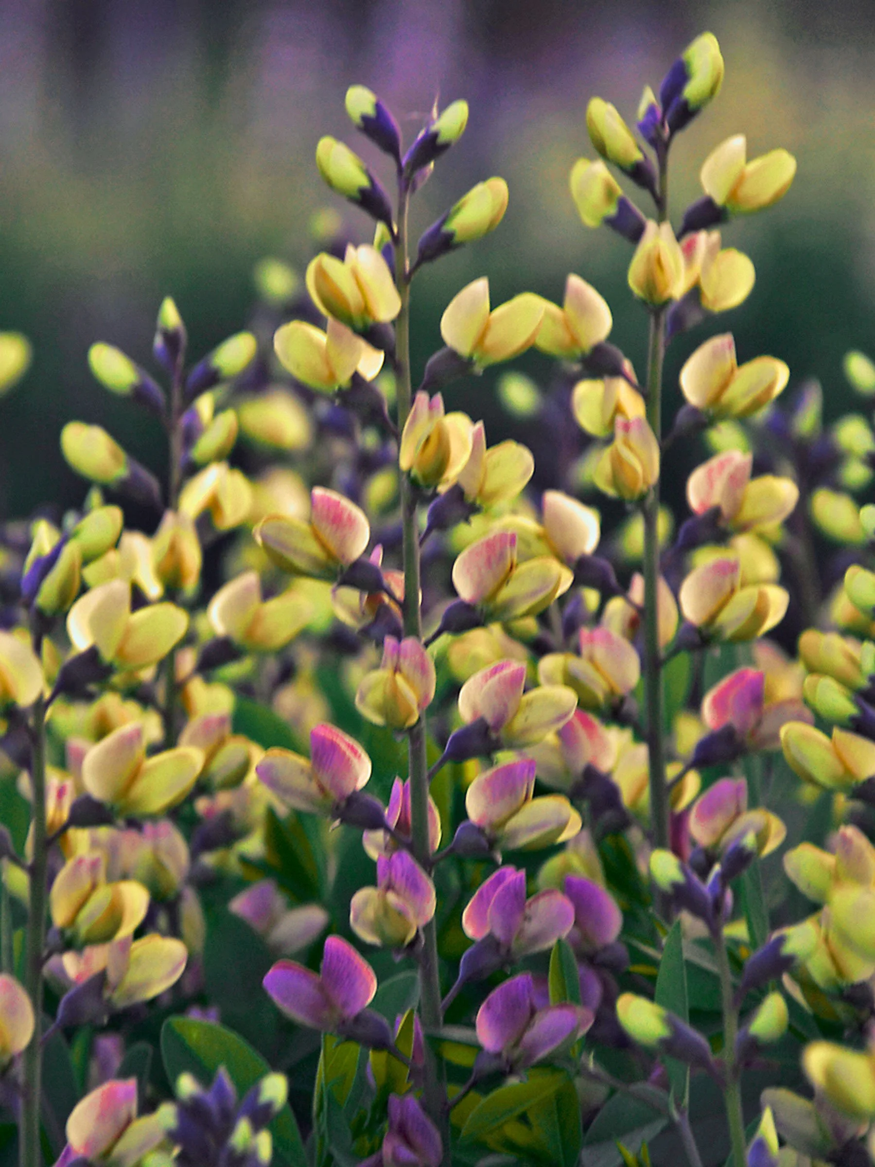 Baptisia ‘Pink Lemonade’ (False Indigo)
