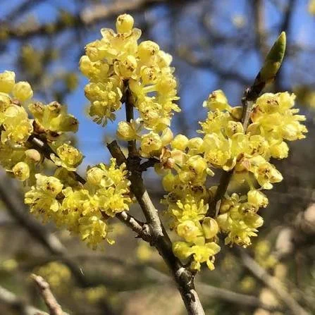 Lindera benzoin — Spicebush