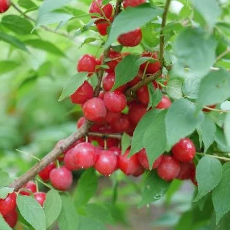 Prunus/Bush Cherry ‘Easy As Pie’