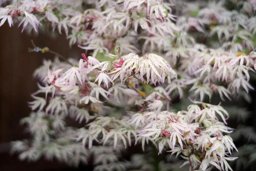 Acer palmatum ‘Ukigumo’ Japanese Maple