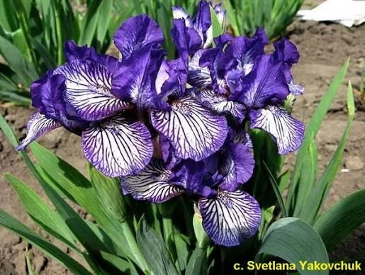 Iris (dwarf) ‘Dinky Circus’