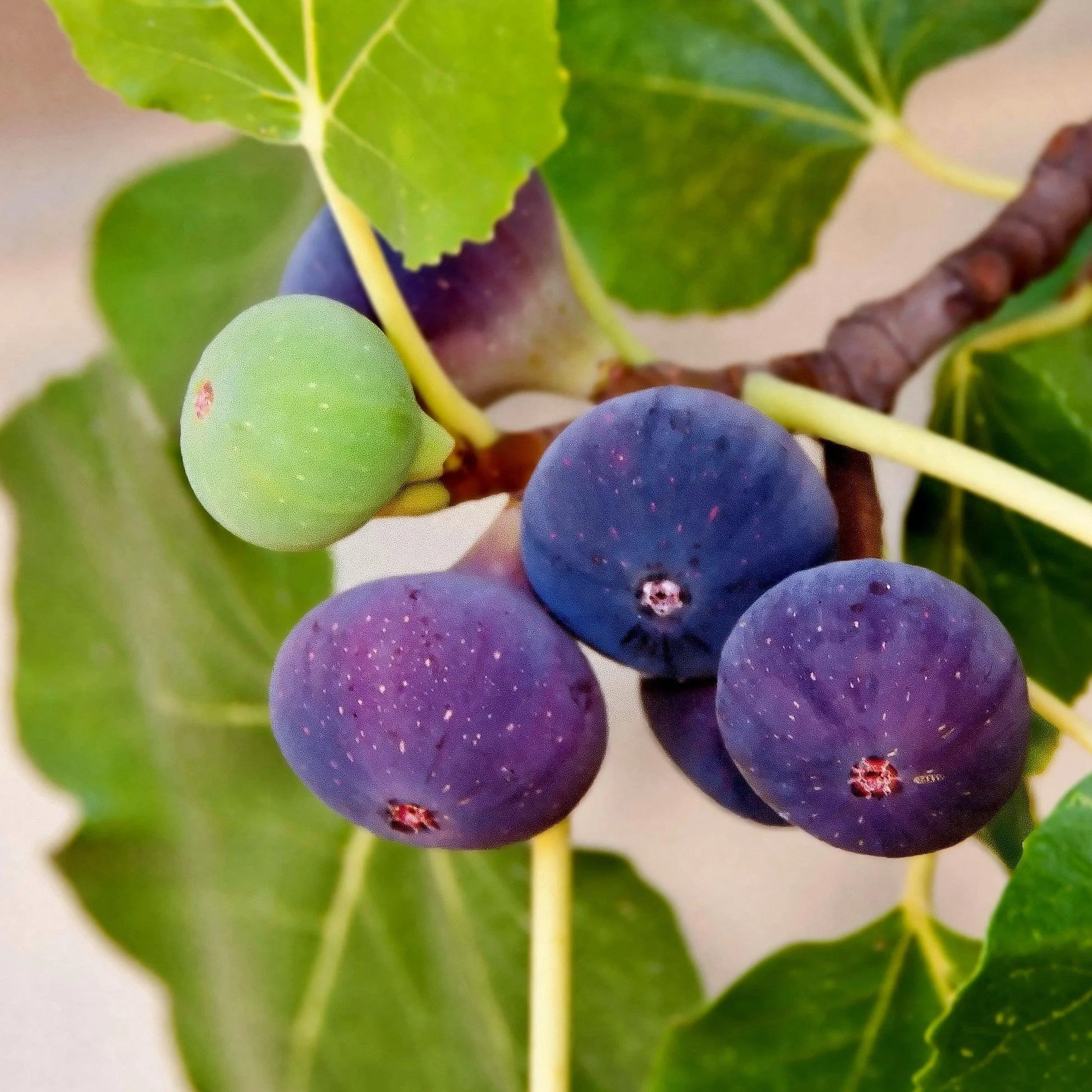 ‘Chicago Hardy’ Fig