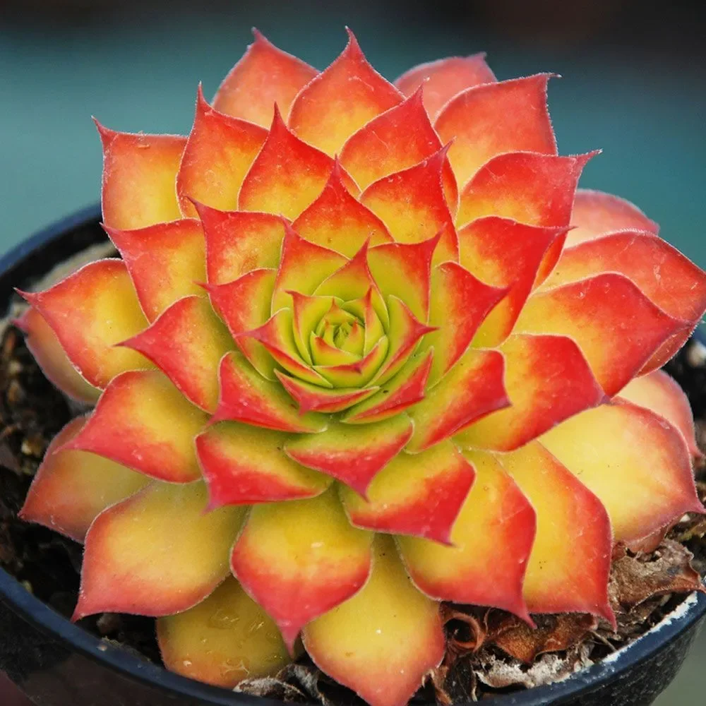 Sempervivum 'Gold Nugget' Hens and Chicks