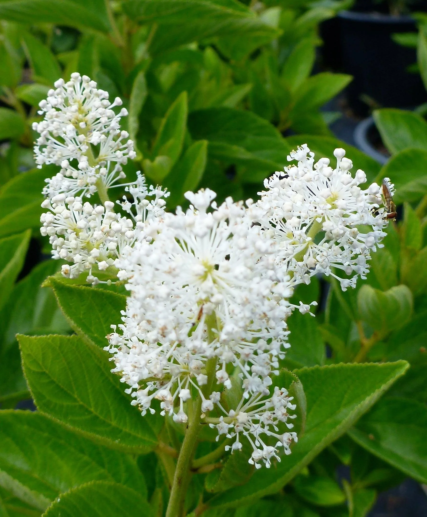 New Jersey Tea (Ceanothus americanus)