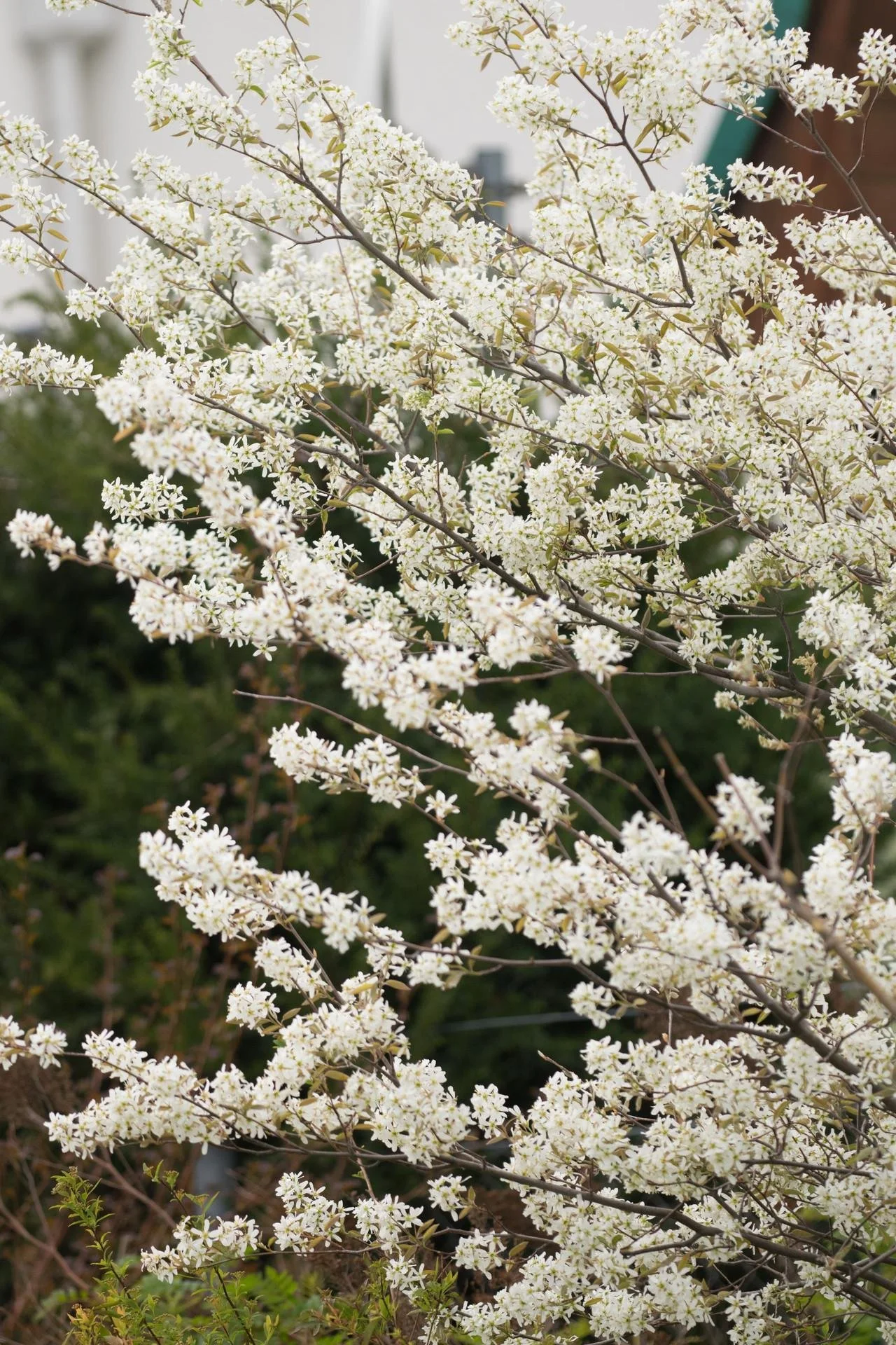 Amelanchier ‘Princess Diana’