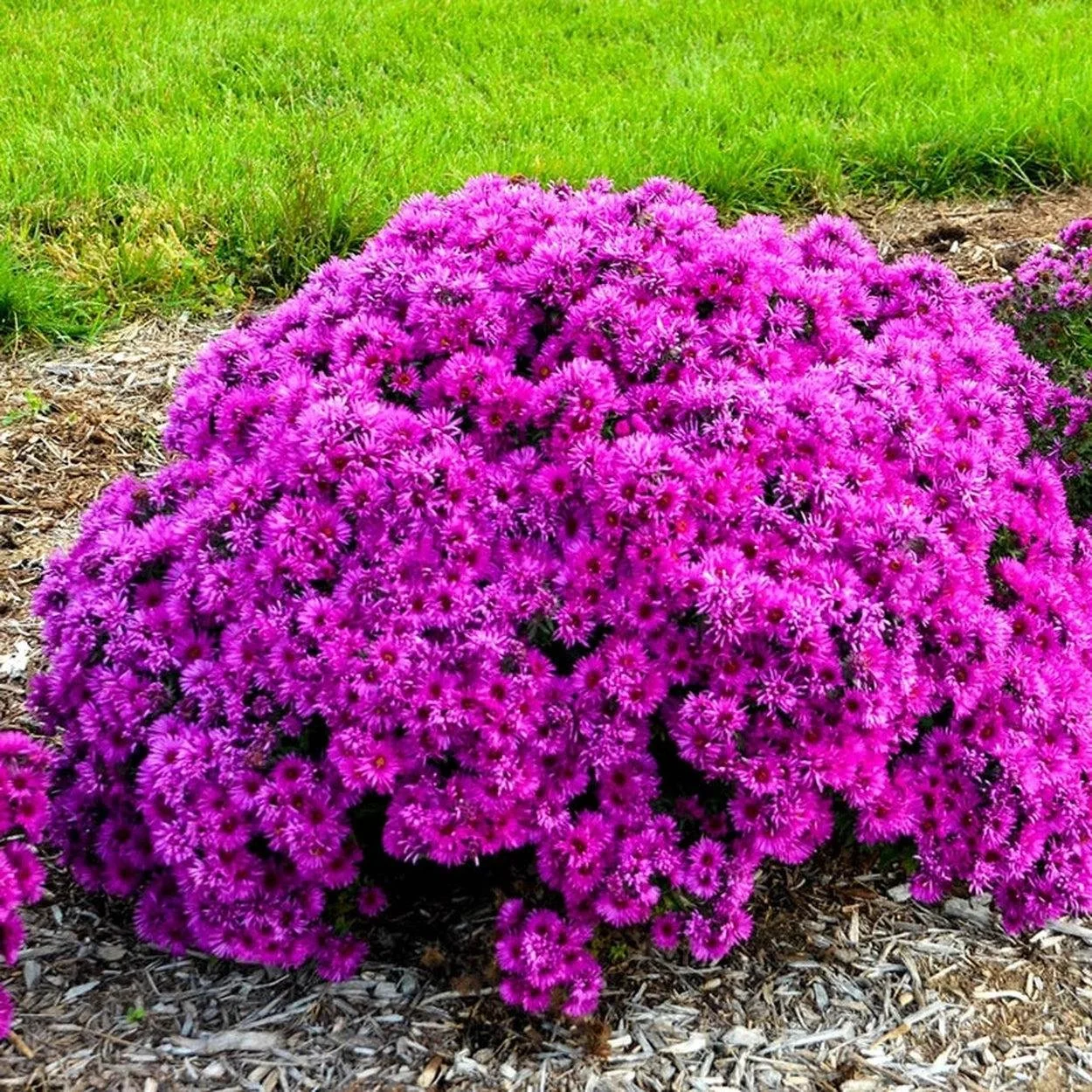 Aster ‘Pink Crush’
