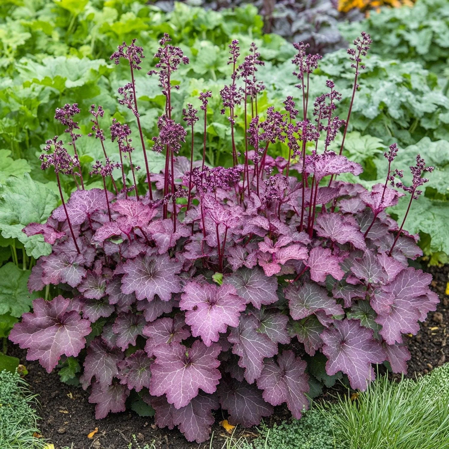 Heuchera ‘Palace Purple’ — Coral Bells