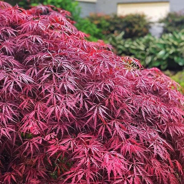 Acer palmatum ‘Tamukeyama’ Japanese Maple