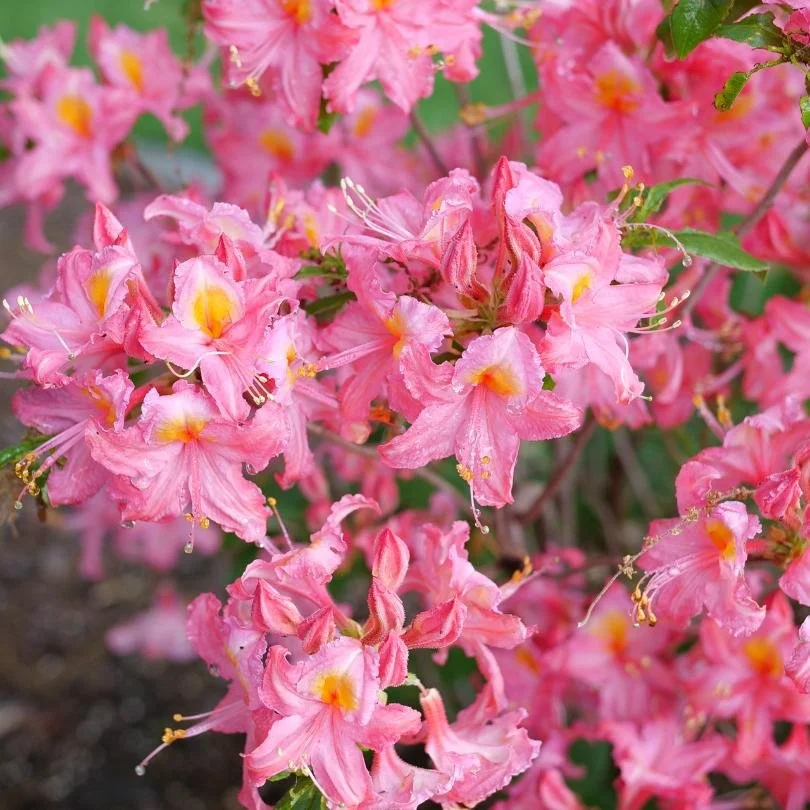 Azalea ‘Sweet Reward Pink’