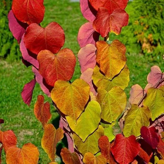 Cercis ‘Hearts A’ Fire’ Redbud