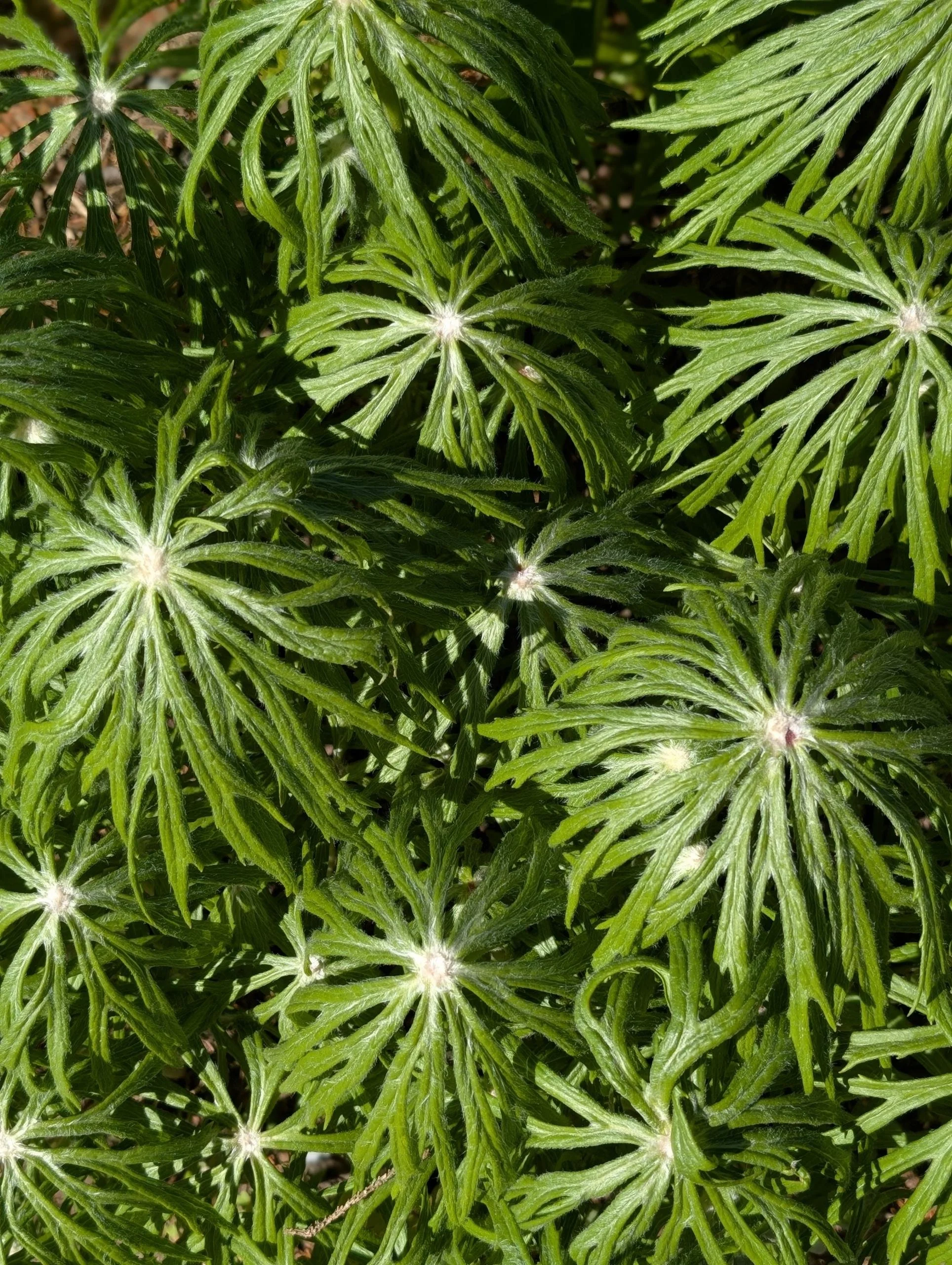 Shredded Umbrella Plant