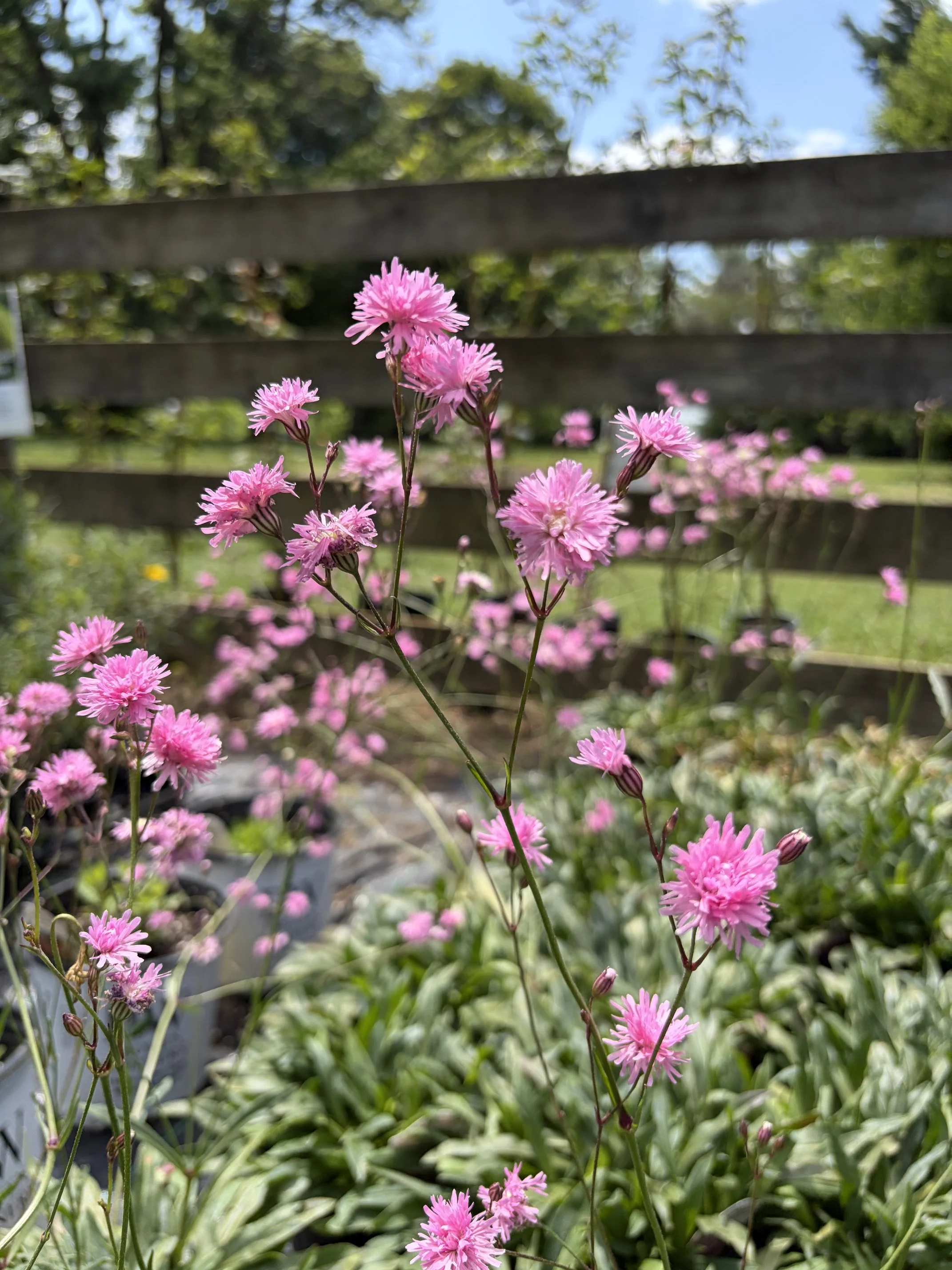Pink flowers in a garden with a wooden fence and green foliage in the background on a sunny day.