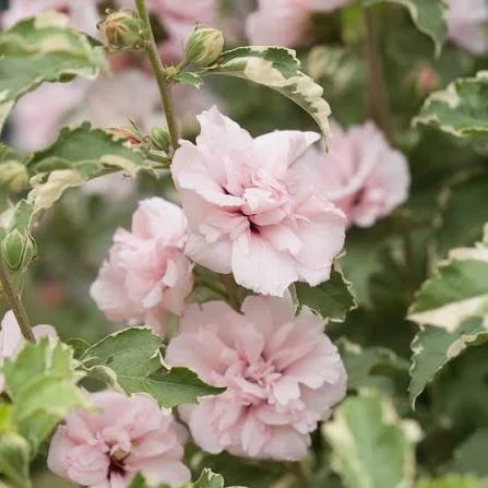 Hibiscus ‘Sugar Tip’ — Rose of Sharon/Althea
