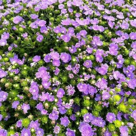 Stokesia ‘Peachie’s Pink’