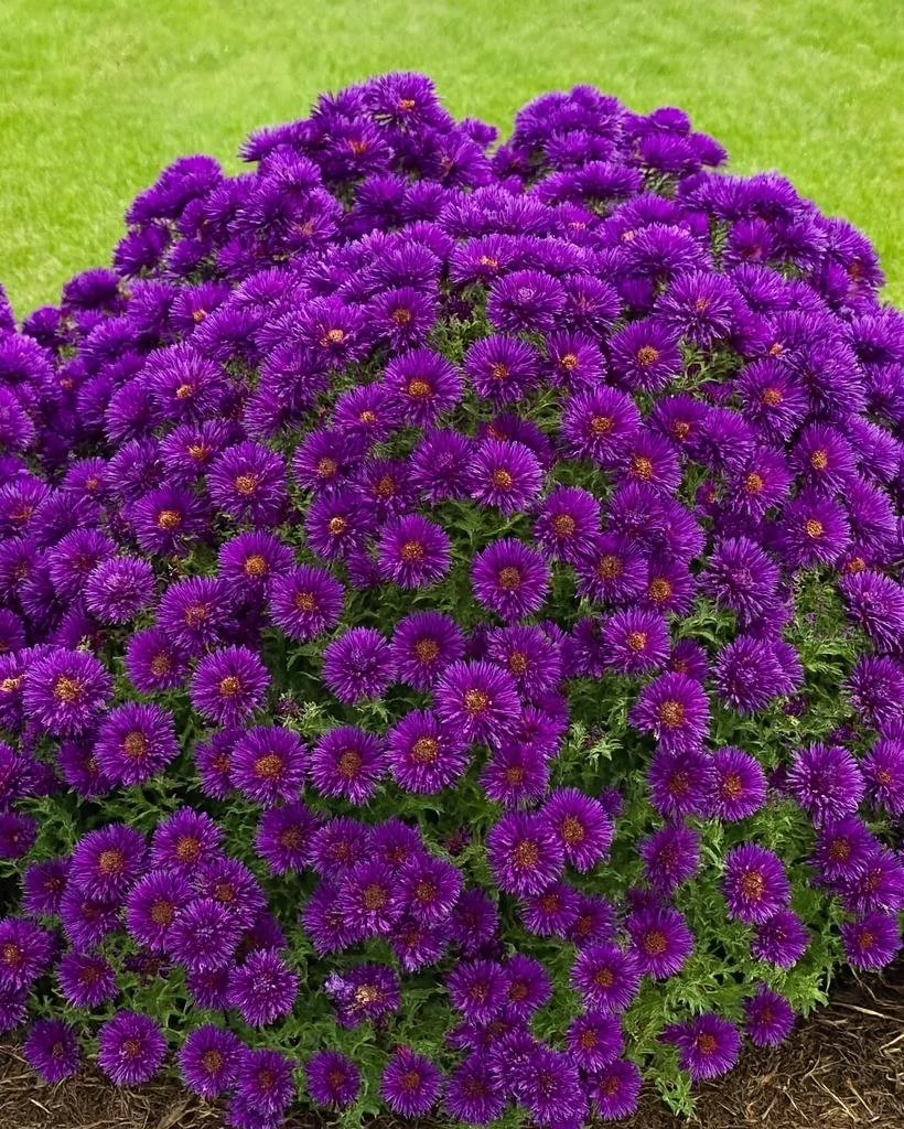 Aster ‘Grape Crush’ New England Aster