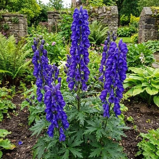 Monkshood — Aconitum