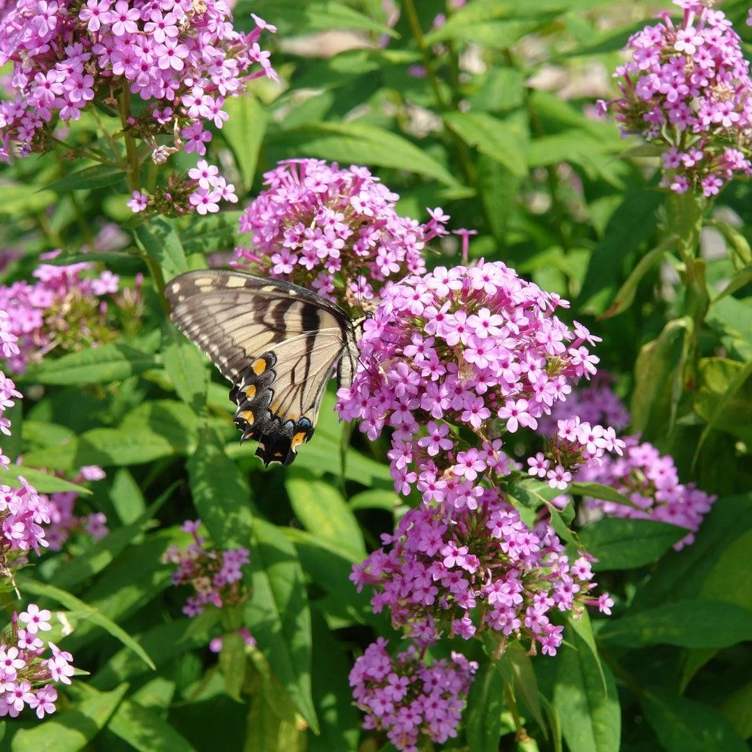 Phlox ‘Jeanna’ — Tall Garden Phlox