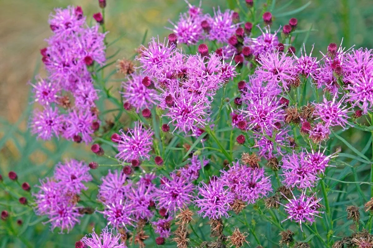 Vernonia ‘Iron Butterfly’
