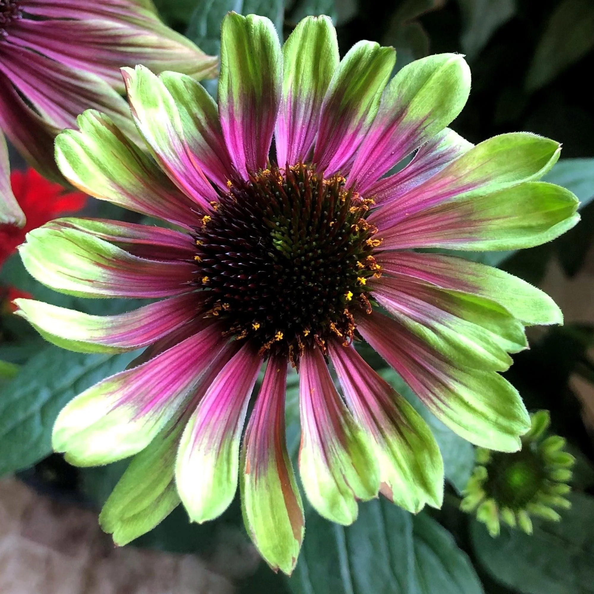 Echinacea ‘Sweet Sandia’ — Coneflower