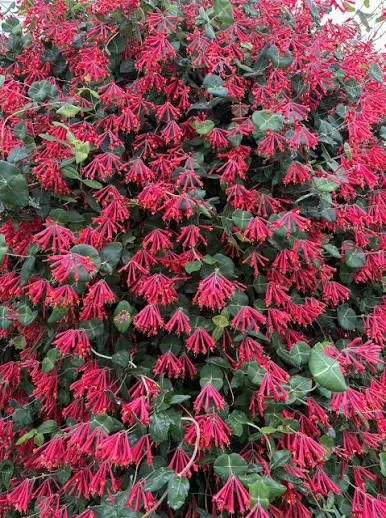 Honeysuckle ‘Major Wheeler’