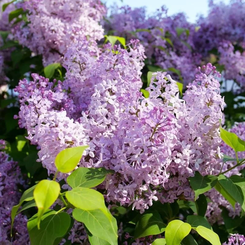 Lilac ‘Scentara Pura’