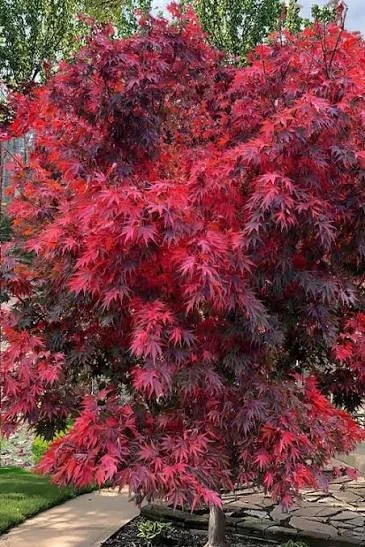 Acer × ‘Red Dawn’ Japanese Maple