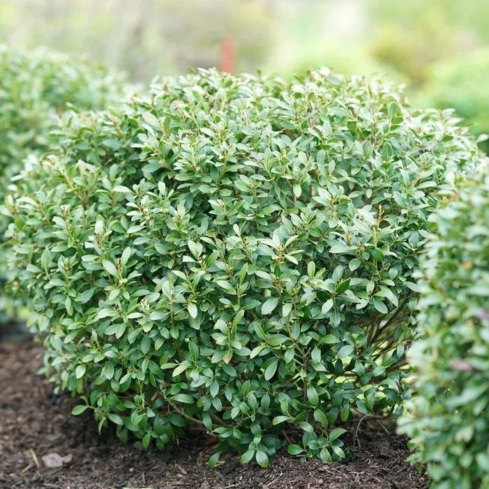 Ilex glabra ‘Squeeze Box’ — Inkberry Holly