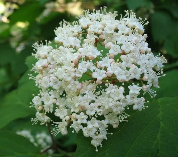 Viburnum, Mapleleaf
