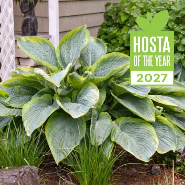 Hosta ‘Wu-La-La’