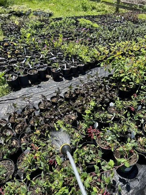 Nursery garden with rows of potted plants being watered by a hose, with a grassy background and a wooden fence.