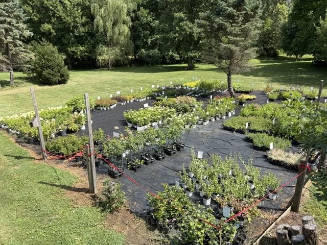 A nursery with rows of potted plants and flowers on black mulch fabric in an outdoor garden area surrounded by trees