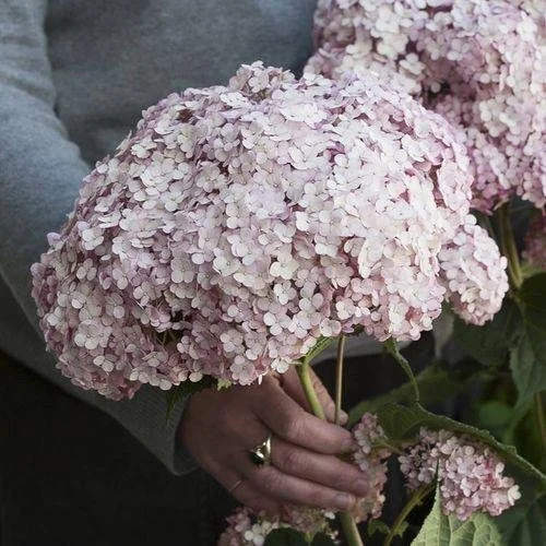 Hydrangea arborescens ‘Incrediball Blush’
